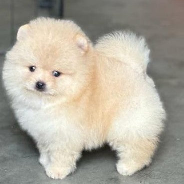 Toy Pomeranian Puppies in  Hyderabad
