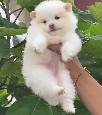 Toy Pomeranian dog price in  Bangalore