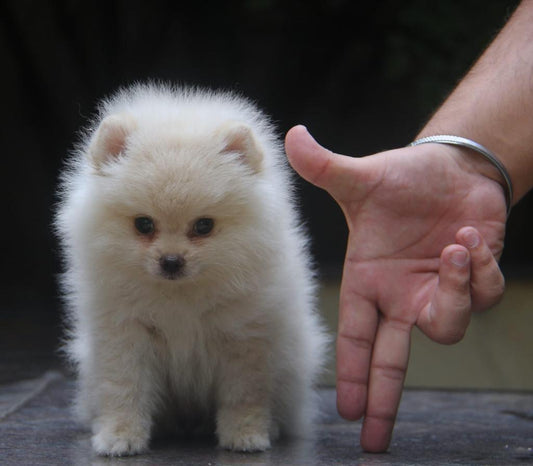 Toy Pomeranian puppy price in  Vizag