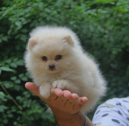 Toy Pomeranian puppy From Vizag   for sale