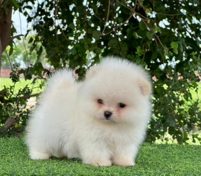 Toy Pomeranian dog price in Vizag