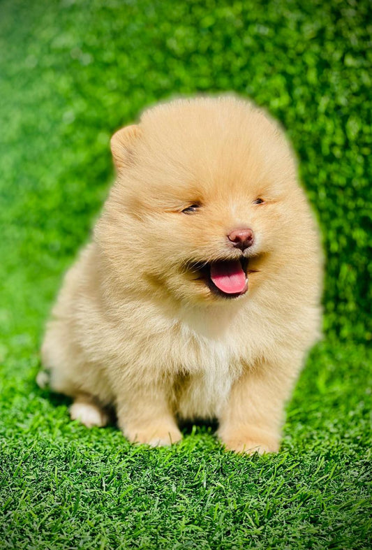 Toy Pomeranian puppy price in  Hyderabad