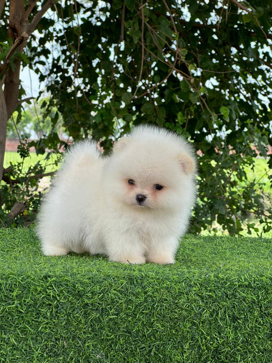 Toy Pomeranian Puppies in  Hyderabad