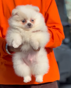 Toy Pomeranian Puppies in  Vizag