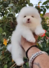 Toy Pomeranian  dog price in Jaipur